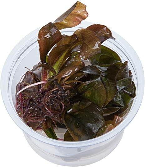 Echinodorus Reni  In-Vitro cup 100cc (Aquariumplanten), Animaux & Accessoires, Poissons | Aquariums & Accessoires, Enlèvement ou Envoi
