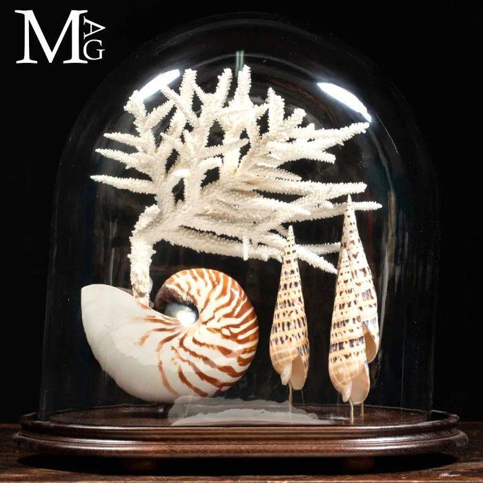 Glazen Koepel – Nautilus, Mitridae en Acropora, Antiek en Kunst, Curiosa en Brocante
