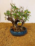 Japanese iep bonsai (Zelkova) - Hoogte (boom): 21 cm -