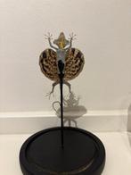 Vliegend draakje in stolp Taxidermie volledige montage -, Verzamelen, Dierenverzamelingen, Nieuw