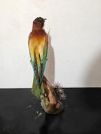 Guêpier Support de corps entier pour taxidermie - Merops, Verzamelen, Dierenverzamelingen, Nieuw
