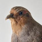 Patrijs of Veldhoen Taxidermie volledige montage - Perdix, Verzamelen, Nieuw