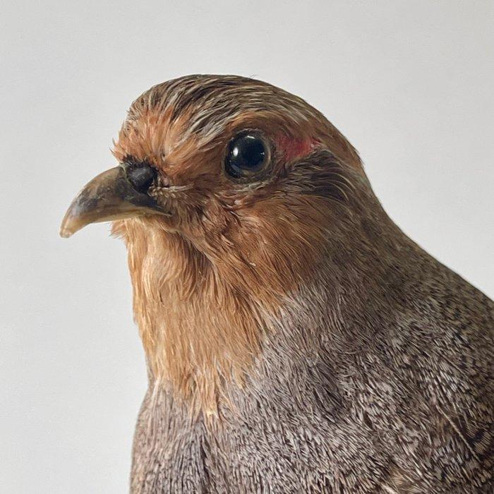 Patrijs of Veldhoen Taxidermie volledige montage - Perdix, Verzamelen, Dierenverzamelingen