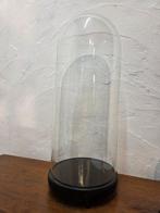 Globe - stolp - antiek - 1901-1920 - Antieke ronde stolp, Antiek en Kunst