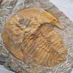 Trilobiet - Fossiel skelet - Hamatolenus marocanus - 162 mm