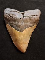 Megalodon - Fossiele tand - BIG USA MEGALODON TOOTH - 12.7