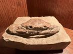 Goed bewaarde stekelige krab - Fossiel rugschild - 11 cm -