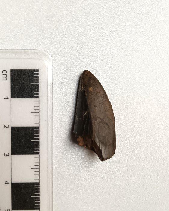 Dinosaurus - Fossiele tand - Daspletosaurus, Verzamelen, Mineralen en Fossielen