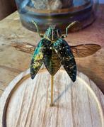 Scarabée Support de corps entier pour taxidermie -