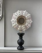 Zee-egel Zeeschelp - Tripneustes gratilla (Zonder