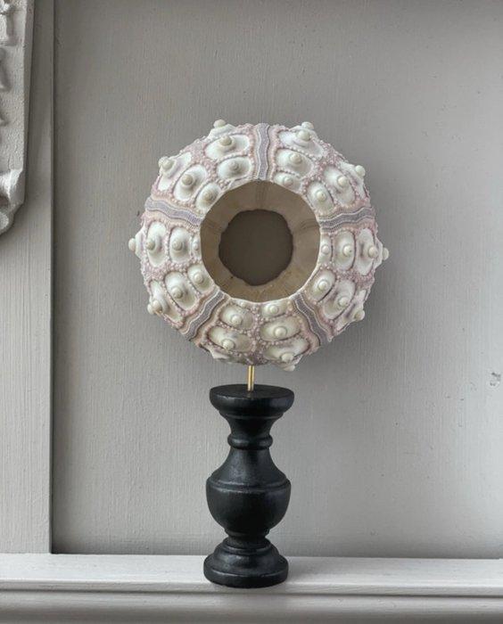 Zee-egel Zeeschelp - Tripneustes gratilla (Zonder, Antiek en Kunst, Curiosa en Brocante