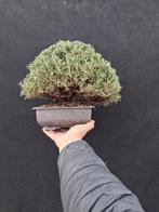 rozemarijn - Hoogte (boom): 19 cm - Diepte (boom): 10 cm -