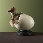 Struisvogel in Ei Taxidermie Opgezette Dieren By Max, Ophalen of Verzenden, Nieuw, Vogel, Opgezet dier