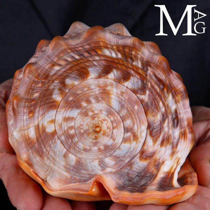 Historisch gezien productie van cameos - The Cassis Rufa -, Verzamelen, Mineralen en Fossielen