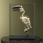 Trompetneushoornvogel M Skelet, Ophalen of Verzenden, Nieuw, Vogel, Opgezet dier