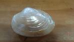 Baby Clam - kleine mosselschelpen parelmoer, per 6 stuks, Nieuw