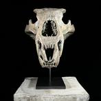 GEEN VEILIGINGPRIJS - Een replica van een ijsberen schedel, Antiek en Kunst