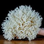 AA++ Takken van wit koraal -Acropora Florida, Op Houten