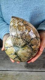 Nautilus - Fossiel skelet - Ammonite Cleoniceras - Top