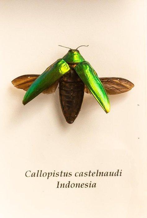 Kever Taxidermie volledige montage - Callopistus castelnaudi, Verzamelen, Dierenverzamelingen