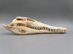 Nijlkrokodil Schedel van een reptiel - Crocodylus niloticus, Collections, Collections Animaux