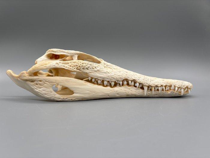Nijlkrokodil Schedel van een reptiel - Crocodylus niloticus, Collections, Collections Animaux
