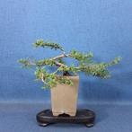 Jeneverbes bonsai (Juniperus) - Hoogte (boom): 12 cm -