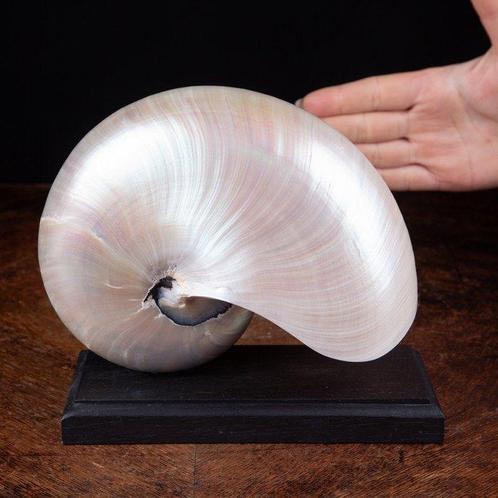 Gekamerde Nautilus op aangepast voetstuk - Schelp -, Verzamelen, Dierenverzamelingen