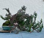 Jeneverbes bonsai (Juniperus) - Hoogte (boom): 10 cm -