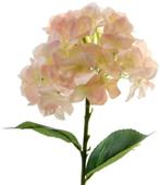 Hortensia Hydrangea Peach Zijdenbloem Single 45 cm, Nieuw