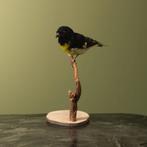 Geelbuiksijs Taxidermie Opgezette Dieren By Max, Ophalen of Verzenden, Nieuw, Vogel, Opgezet dier