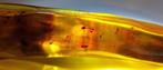 FOSSIEL-GEWELDIG!! Dominicaanse amber - 380 ct- 76 g