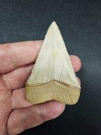 Haai - Fossiele tand - Carcharodon Carcharias (Smith, 1838), Verzamelen, Mineralen en Fossielen