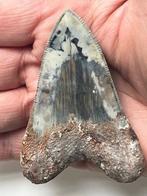 Dent de mégalodon 8,0 cm - Dent fossile - Carcharocles, Nieuw
