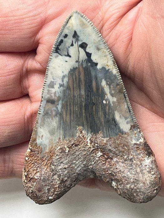 Dent de mégalodon 8,0 cm - Dent fossile - Carcharocles, Verzamelen, Dierenverzamelingen