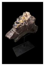 Hippopotame - Fragment fossilisé - Hippopotamus Sivalensis -