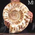 Monumentaal getuigenis van het Midden-Jura Reuze fossiele, Verzamelen, Mineralen en Fossielen