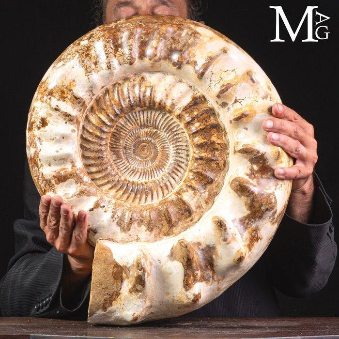 Monumentaal getuigenis van het Midden-Jura Reuze fossiele, Verzamelen, Mineralen en Fossielen