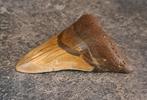 Mégalodon - Dent fossile - beautiful specimen! - 9.6 cm -, Verzamelen