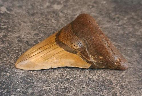 Mégalodon - Dent fossile - beautiful specimen! - 9.6 cm -, Verzamelen, Mineralen en Fossielen