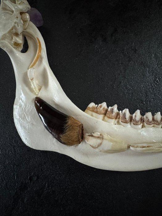 Jachttrofee, Antiek en Kunst, Curiosa en Brocante