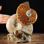 Ammonieten en Nautilus op matrix - Gefossiliseerde schelp -, Verzamelen