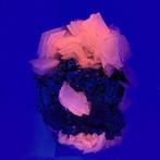 Pyrite dorée et iridescente avec fleurs de calcite, Kosovo