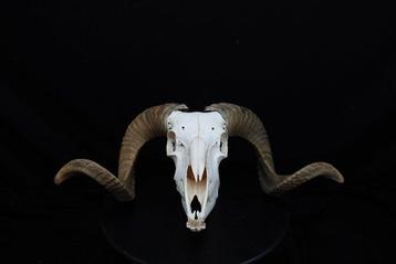 Sheep Skull with large curled horns Bot - Ovis aries - 0 cm