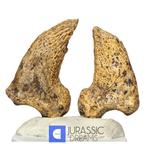 Set van 2 geweldige grote ijs-tijd grottenbeer (Ursus