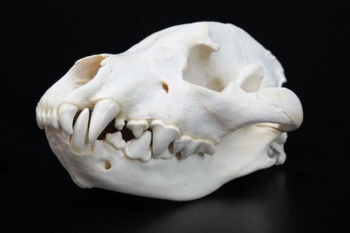 Hyena Taxidermie schoudermontage - Crocuta crocuta - 28 cm -, Verzamelen, Dierenverzamelingen