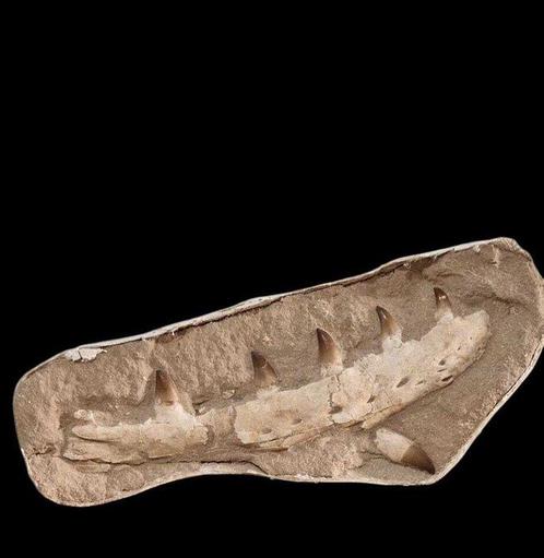 Zeereptiel - Gefossiliseerde kaak - Mosasaurio Prognathodon, Verzamelen, Mineralen en Fossielen