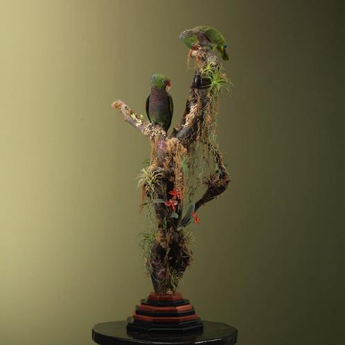 Wijnborstamazone Koppel Taxidermie Opgezette Dieren By Max, Verzamelen, Dierenverzamelingen, Opgezet dier, Nieuw, Vogel, Ophalen of Verzenden