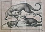 [Martinus Houttuyn], Linnaeus - Natuurlyke Historie, Of