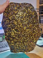 Museum Brenham-meteoriet. Pallasiet uit Kansas - 1498 g